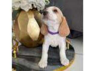 Beagle Puppy for sale in Miami, FL, USA