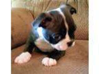 Boston Terrier Puppy for sale in Auburn, GA, USA