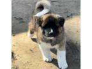 Akita Puppy for sale in Broken Arrow, OK, USA
