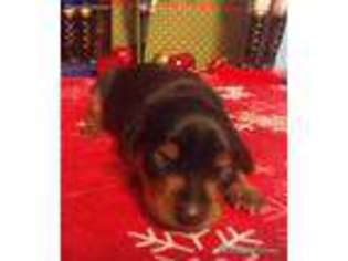 Miniature Pinscher Puppy for sale in Middletown, MO, USA