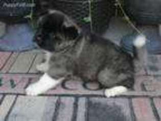 Akita Puppy for sale in Columbia, SC, USA