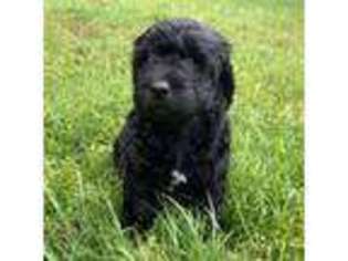 Goldendoodle Puppy for sale in Fuquay Varina, NC, USA