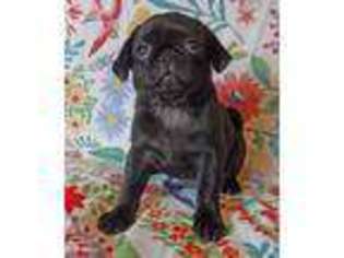 Pug Puppy for sale in Frederick, MD, USA