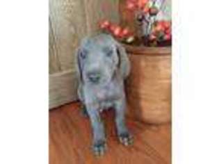 Weimaraner Puppy for sale in Warfordsburg, PA, USA