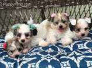 Mutt Puppy for sale in Tarpon Springs, FL, USA