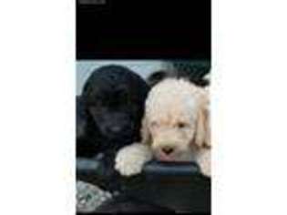 Labradoodle Puppy for sale in Medaryville, IN, USA