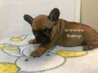 French Bulldog Puppy for sale in Canby, MN, USA