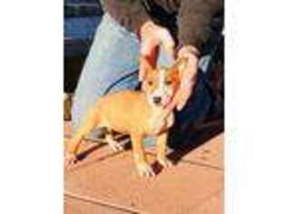 Bull Terrier Puppy for sale in Hot Springs, AR, USA