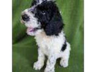 Mutt Puppy for sale in Sweeny, TX, USA