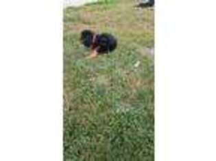 Cavalier King Charles Spaniel Puppy for sale in Arthur, IL, USA