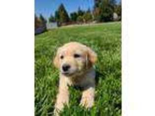 Golden Retriever Puppy for sale in Atwater, CA, USA