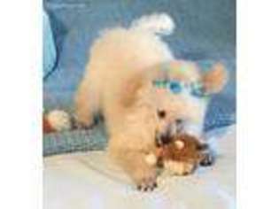 Mutt Puppy for sale in Von Ormy, TX, USA
