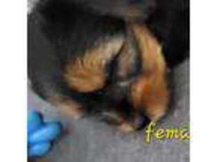 Yorkshire Terrier Puppy for sale in Silver Spring, MD, USA