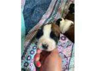 Saint Bernard Puppy for sale in Bellefontaine, OH, USA