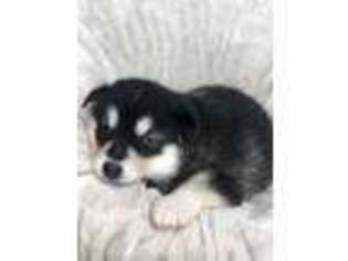 Alaskan Malamute Puppy for sale in Ozark, MO, USA