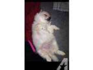 Pomeranian Puppy for sale in TORRANCE, CA, USA