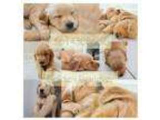 Golden Retriever Puppy for sale in Delray Beach, FL, USA