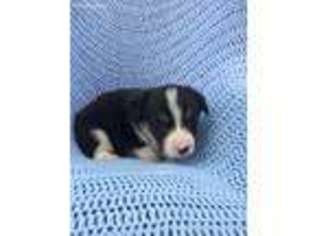 Pembroke Welsh Corgi Puppy for sale in Eldon, MO, USA