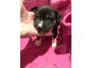 Rat Terrier Puppy for sale in Endwell, NY, USA