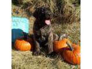 Mastiff Puppy for sale in Flaxville, MT, USA