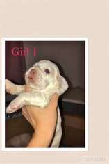 Cocker Spaniel Puppy for sale in Pearl, MS, USA