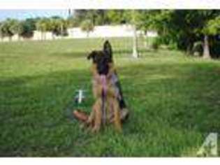 German Shepherd Dog Puppy for sale in SARASOTA, FL, USA