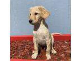 Labradoodle Puppy for sale in Camp Verde, AZ, USA