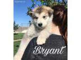 Alaskan Malamute Puppy for sale in Amarillo, TX, USA