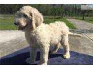 Goldendoodle Puppy for sale in Dothan, AL, USA