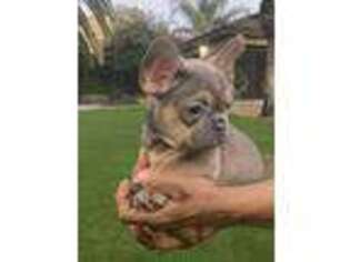 French Bulldog Puppy for sale in Lake Elsinore, CA, USA