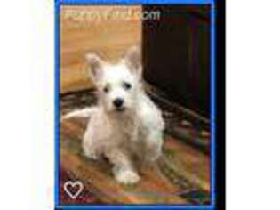 West Highland White Terrier Puppy for sale in Louisville, KY, USA