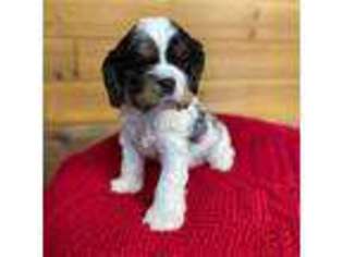Cocker Spaniel Puppy for sale in Friendswood, TX, USA