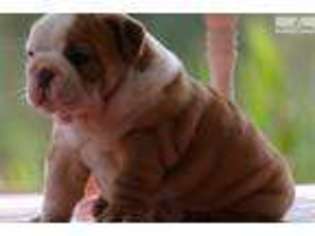 Bulldog Puppy for sale in Orlando, FL, USA