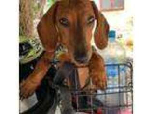 Dachshund Puppy for sale in Virginia Beach, VA, USA