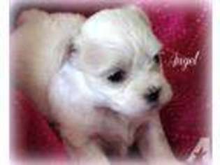 Maltese Puppy for sale in CHAGRIN FALLS, OH, USA