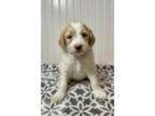 Labradoodle Puppy for sale in Morehead City, NC, USA