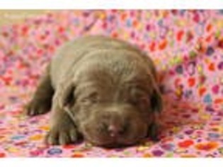 Labrador Retriever Puppy for sale in Denison, IA, USA