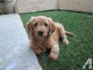 Goldendoodle Puppy for sale in LAGUNA BEACH, CA, USA