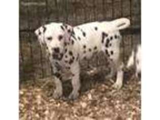 Dalmatian Puppy for sale in Cincinnati, OH, USA