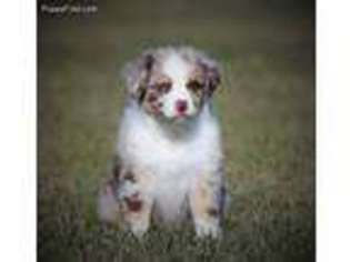 Miniature Australian Shepherd Puppy for sale in Tippecanoe, IN, USA