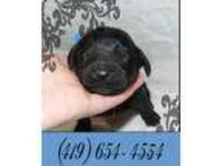 Mutt Puppy for sale in Adrian, MI, USA