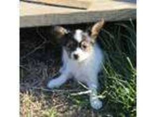 Papillon Puppy for sale in Strong City, KS, USA