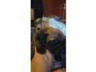 Bullmastiff Puppy for sale in Independence, KS, USA