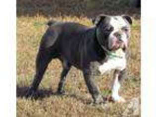 Olde English Bulldogge Puppy for sale in DINWIDDIE, VA, USA
