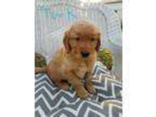 Golden Retriever Puppy for sale in Colbert, OK, USA