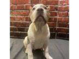 American Bulldog Puppy for sale in Hebron, IN, USA