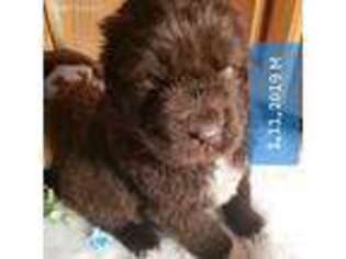 Newfoundland Puppy for sale in Pierre, SD, USA