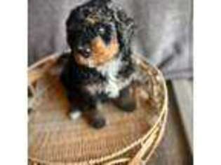 Mutt Puppy for sale in Danielsville, GA, USA
