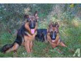German Shepherd Dog Puppy for sale in GRANTHAM, NH, USA
