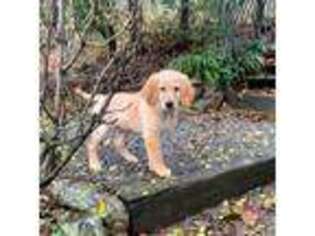 Golden Retriever Puppy for sale in Gallatin, TN, USA